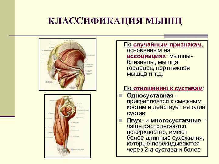 КЛАССИФИКАЦИЯ МЫШЦ По случайным признакам, основанным на ассоциациях: мышцыблизнецы, мышца гордецов, портняжная мышца и