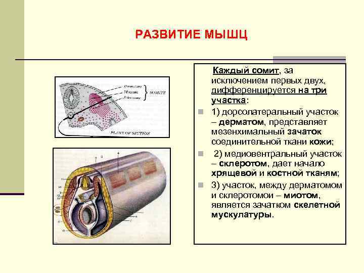 РАЗВИТИЕ МЫШЦ Каждый сомит, за исключением первых двух, дифференцируется на три участка: n 1)