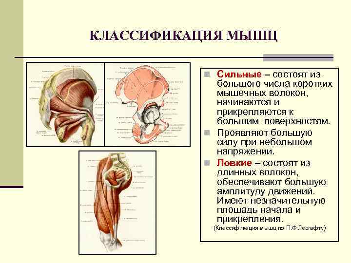 КЛАССИФИКАЦИЯ МЫШЦ n Сильные – состоят из большого числа коротких мышечных волокон, начинаются и