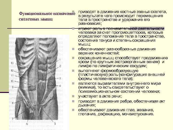 n звенья скелета, Функциональное назначение приводят в движение костные перемещение в результате чего происходит