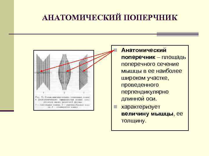 АНАТОМИЧЕСКИЙ ПОПЕРЧНИК n Анатомический поперечник – площадь поперечного сечение мышцы в ее наиболее широком