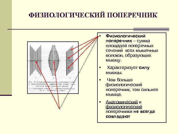 Поперечник. Анатомический и физиологический поперечник. Физиологическое поперечное сечение мышцы это. Анатомический поперечник мышцы это. Физиологический поперечник мышцы это.