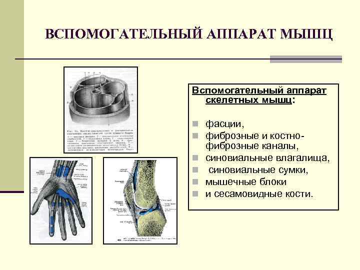 ВСПОМОГАТЕЛЬНЫЙ АППАРАТ МЫШЦ Вспомогательный аппарат скелетных мышц: n фасции, n фиброзные и костноn n