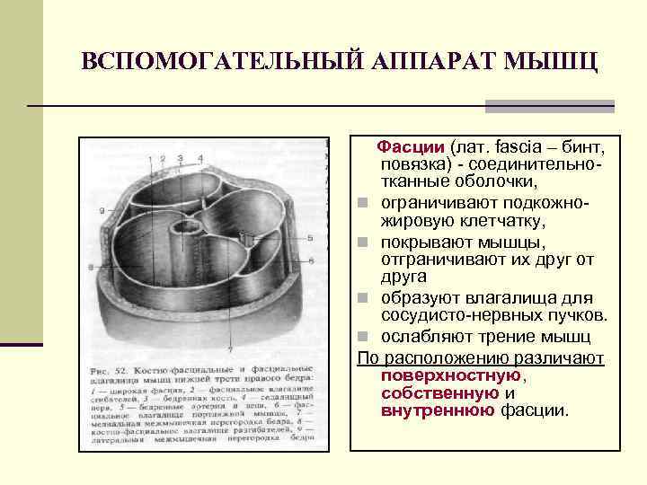 ВСПОМОГАТЕЛЬНЫЙ АППАРАТ МЫШЦ Фасции (лат. fascia – бинт, повязка) - соединительнотканные оболочки, n ограничивают