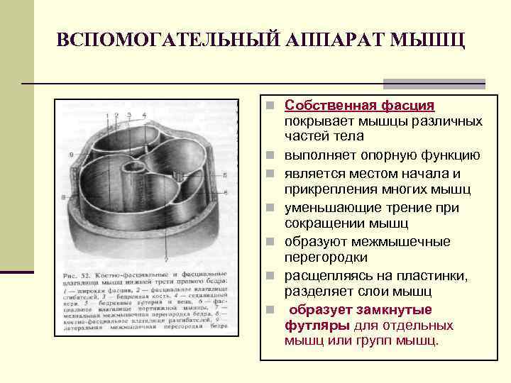 ВСПОМОГАТЕЛЬНЫЙ АППАРАТ МЫШЦ n Собственная фасция n n n покрывает мышцы различных частей тела