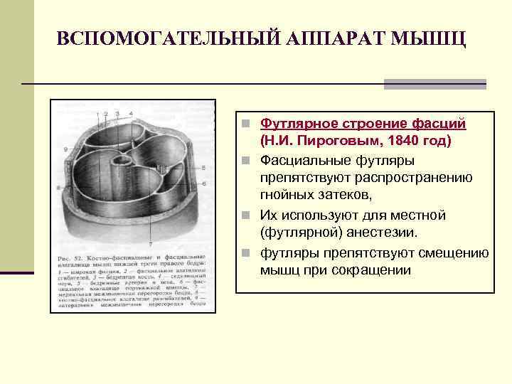 ВСПОМОГАТЕЛЬНЫЙ АППАРАТ МЫШЦ n Футлярное строение фасций (Н. И. Пироговым, 1840 год) n Фасциальные