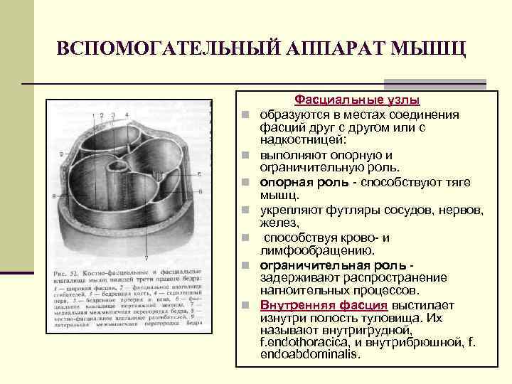 ВСПОМОГАТЕЛЬНЫЙ АППАРАТ МЫШЦ n n n n Фасциальные узлы образуются в местах соединения фасций