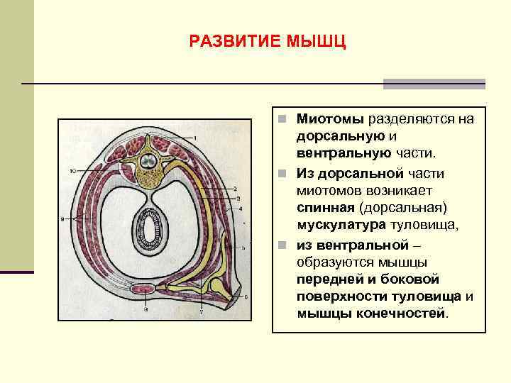РАЗВИТИЕ МЫШЦ n Миотомы разделяются на дорсальную и вентральную части. n Из дорсальной части