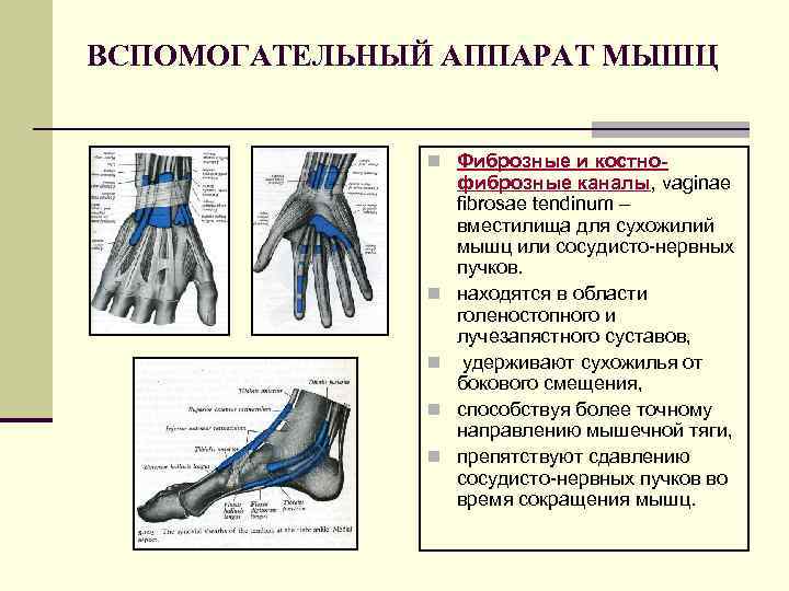 ВСПОМОГАТЕЛЬНЫЙ АППАРАТ МЫШЦ n Фиброзные и костно- n n фиброзные каналы, vaginae fibrosae tendinum