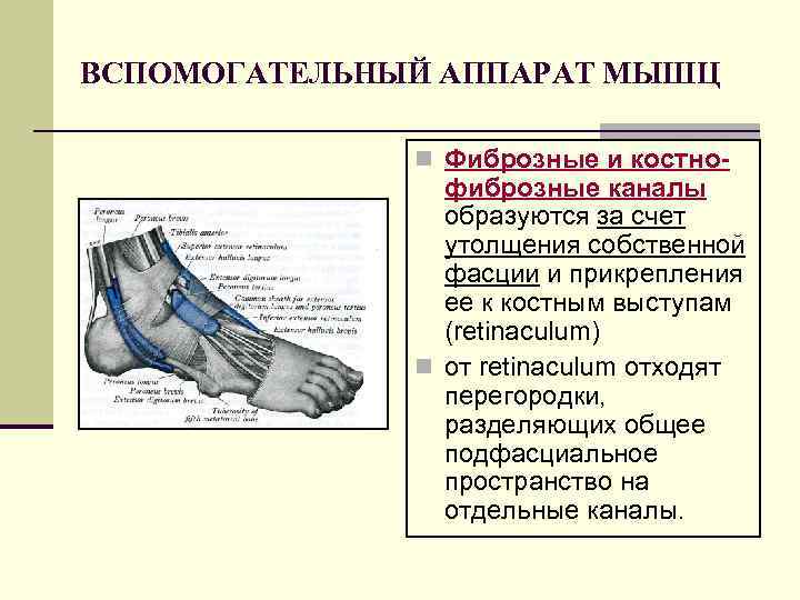 ВСПОМОГАТЕЛЬНЫЙ АППАРАТ МЫШЦ n Фиброзные и костно- фиброзные каналы образуются за счет утолщения собственной