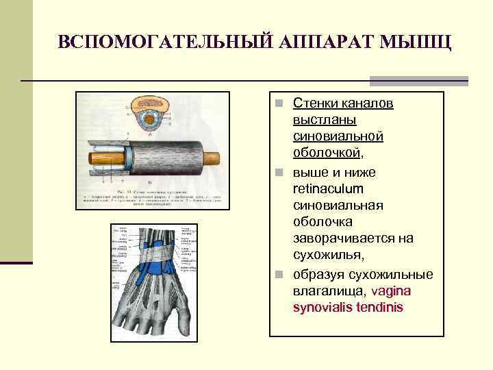 ВСПОМОГАТЕЛЬНЫЙ АППАРАТ МЫШЦ n Стенки каналов выстланы синовиальной оболочкой, n выше и ниже retinaculum