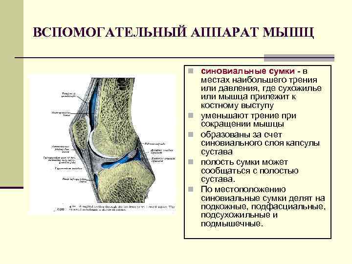 ВСПОМОГАТЕЛЬНЫЙ АППАРАТ МЫШЦ n синовиальные сумки - в n n местах наибольшего трения или