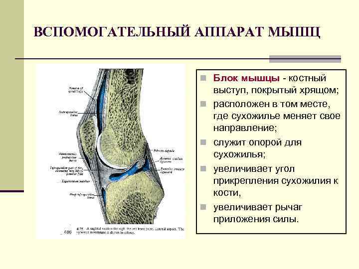 ВСПОМОГАТЕЛЬНЫЙ АППАРАТ МЫШЦ n Блок мышцы - костный n n выступ, покрытый хрящом; расположен