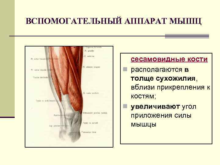 ВСПОМОГАТЕЛЬНЫЙ АППАРАТ МЫШЦ сесамовидные кости n располагаются в толще сухожилия, вблизи прикрепления к костям;