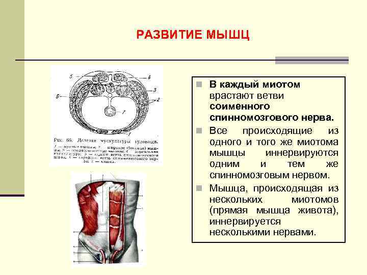 Образование мышц. Миотомов сомитов. Миотом мышцы. Из миотома развивается. Развитие мышц миотомы.