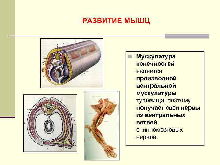 РАЗВИТИЕ МЫШЦ n Мускулатура конечностей является производной вентральной мускулатуры туловища, поэтому получает свои нервы