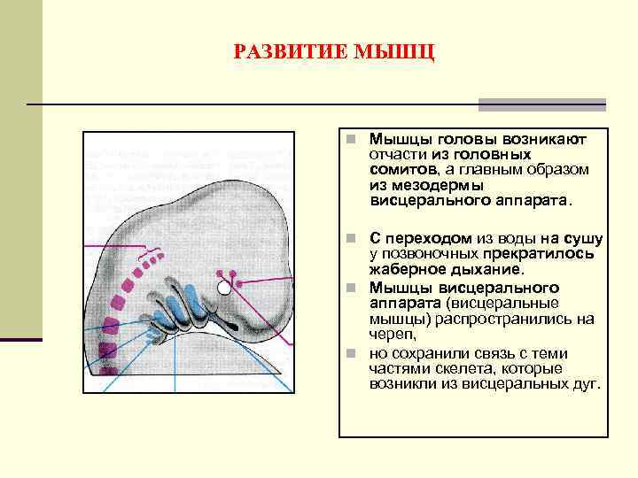 РАЗВИТИЕ МЫШЦ n Мышцы головы возникают отчасти из головных сомитов, а главным образом из