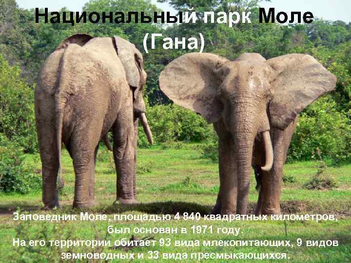 Национальный парк Моле (Гана) Заповедник Моле, площадью 4 840 квадратных километров, был основан в