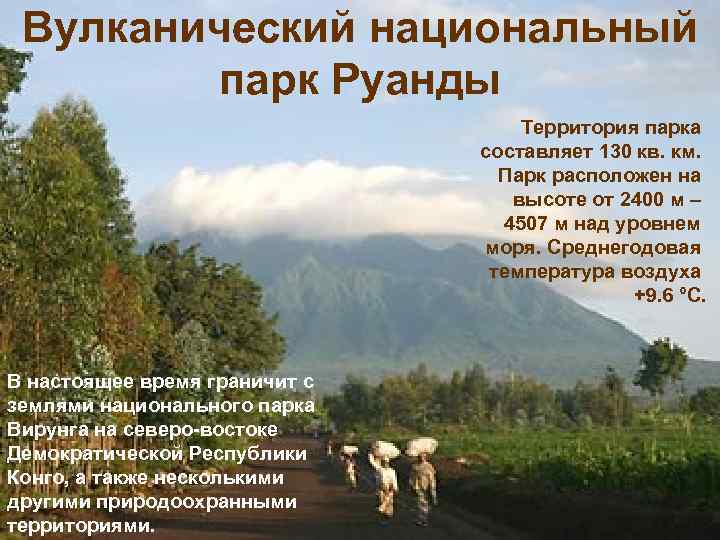 Вулканический национальный парк Руанды Территория парка составляет 130 кв. км. Парк расположен на высоте