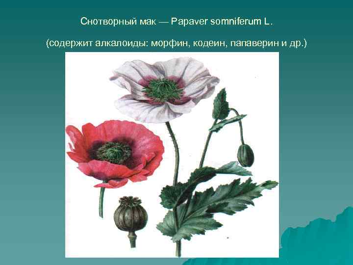 Снотворный мак — Papaver somniferum L. (содержит алкалоиды: морфин, кодеин, папаверин и др. )