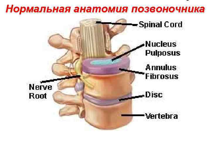 Нормальная анатомия позвоночника 