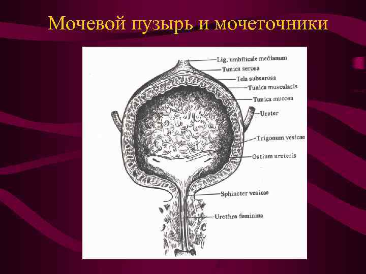 Особенности строения мочевого пузыря