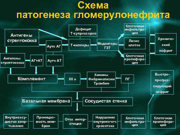 Схема патогенеза гломерулонефрита Антигены стрептококка Т киллеры Ауто АГ Антигены стрептококка АГ+АТ Клеточная инфильтра