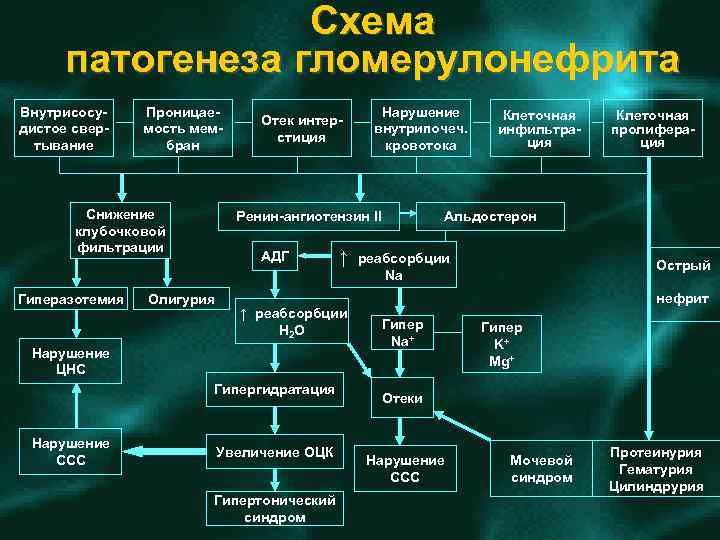 Схема патогенеза гломерулонефрита Внутрисосу дистое свер тывание Проницае мость мем бран Снижение клубочковой фильтрации