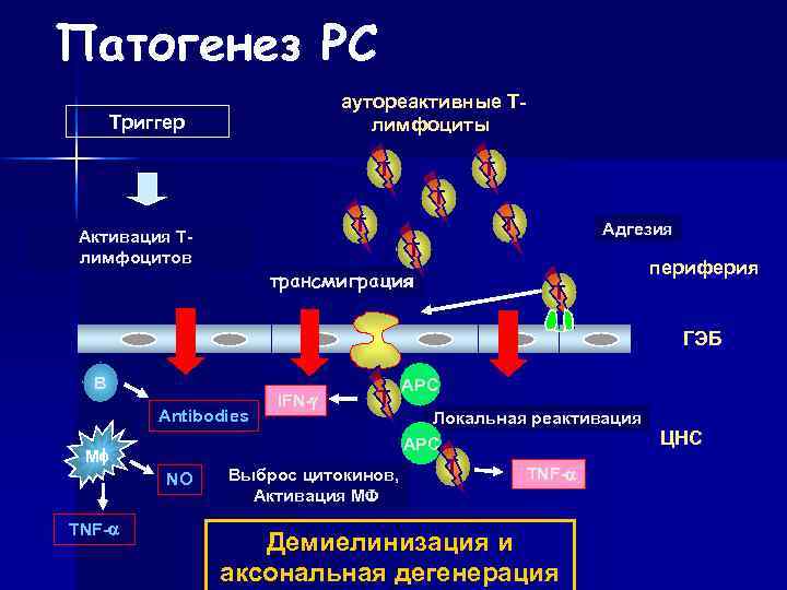 Псориаз этиология. Патогенез РС. Аутореактивные лимфоциты. Аутореактивные т лимфоциты это. Трансмиграция.