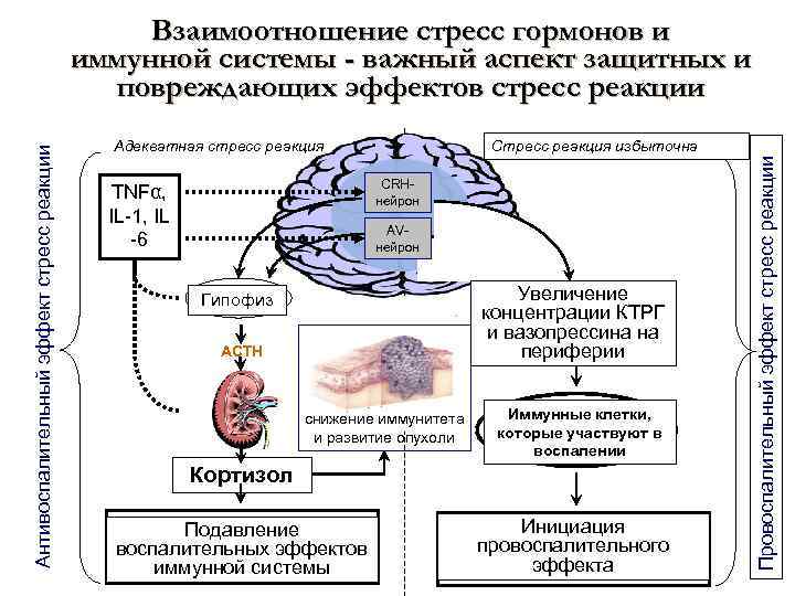 Адекватная стресс реакция Стресс реакция избыточна CRHнейрон TNFα, IL-1, IL -6 AVнейрон Увеличение концентрации