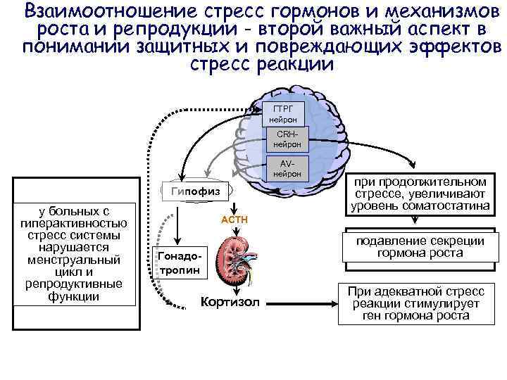 Взаимоотношение стресс гормонов и механизмов роста и репродукции - второй важный аспект в понимании