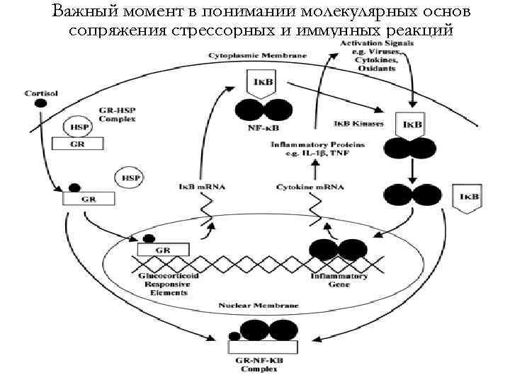 Важный момент в понимании молекулярных основ сопряжения стрессорных и иммунных реакций 
