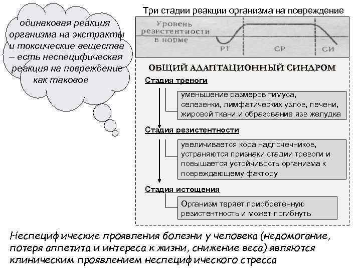 Три стадии реакции организма на повреждение одинаковая реакция организма на экстракты и токсические вещества