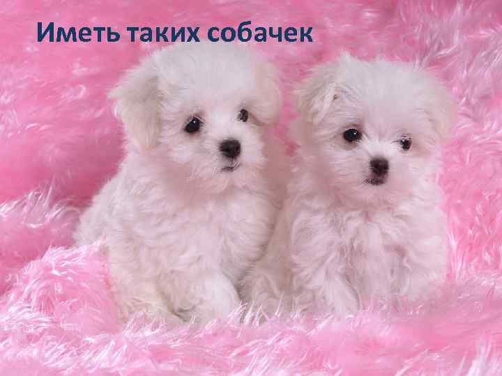Иметь таких собачек 