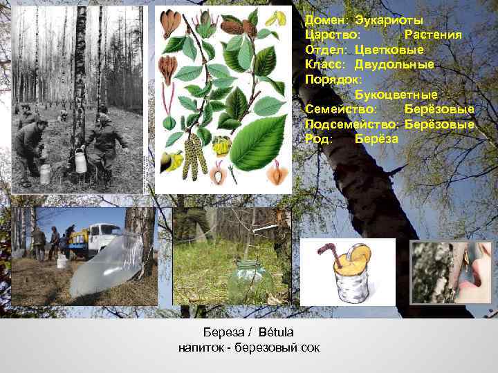 Домен: Эукариоты Царство: Растения Отдел: Цветковые Класс: Двудольные Порядок: Букоцветные Семейство: Берёзовые Подсемейство: Берёзовые