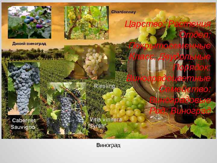 Chardonnay Дикий виноград Riesling Cabernet Sauvigno n Vitis vinifera 'Syrah' Виноград Царство: Растения Отдел: