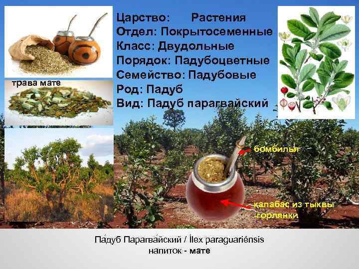 трава мате Царство: Растения Отдел: Покрытосеменные Класс: Двудольные Порядок: Падубоцветные Семейство: Падубовые Род: Падуб