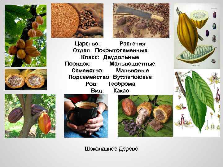 Царство: Растения Отдел: Покрытосеменные Класс: Двудольные Порядок: Мальвоцветные Семейство: Мальвовые Подсемейство: Byttnerioideae Род: Теоброма