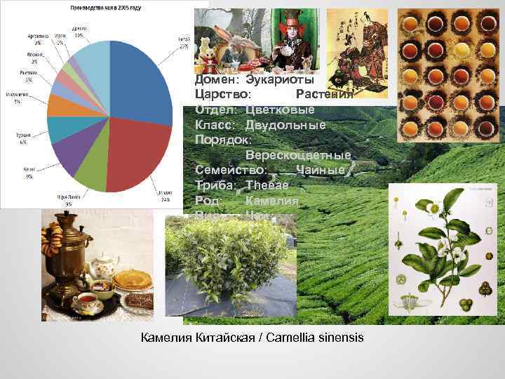 Домен: Эукариоты Царство: Растения Отдел: Цветковые Класс: Двудольные Порядок: Верескоцветные Семейство: Чайные Триба: Theeae