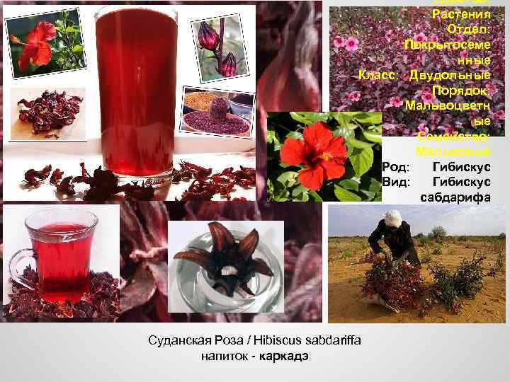 Царство: Растения Отдел: Покрытосеме нные Класс: Двудольные Порядок: Мальвоцветн ые Семейство: Мальвовые Род: Гибискус