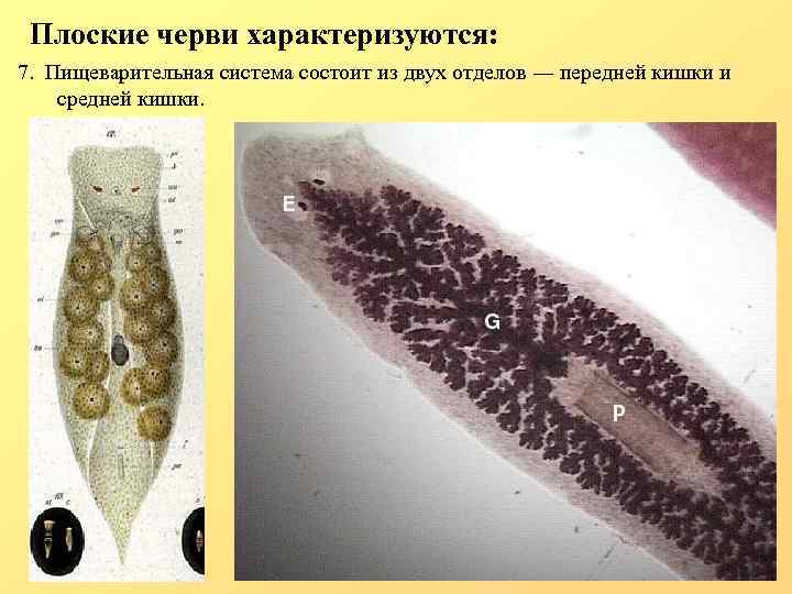 Плоские черви простейшие. Тип плоские черви (plathelminthes). Пищеварительная система плоских червей. Плоские черви характеризуются. Системы плоских червей.