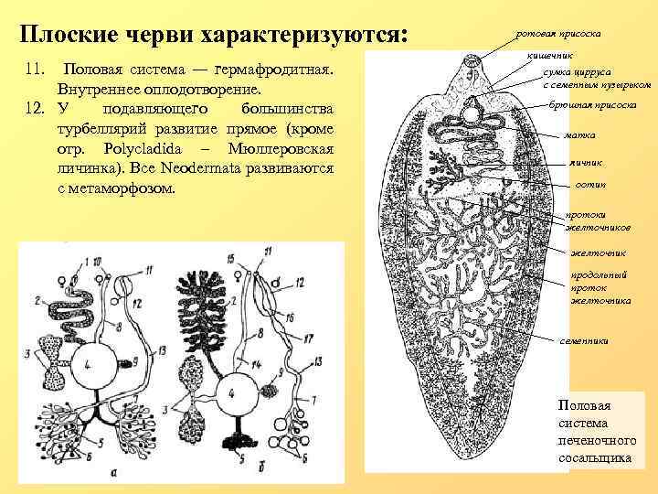 Какой цифрой обозначена на рисунке личинка. Схема половой системы плоских червей. Плоские черви половая система. Схема строения половой системы плоских червей рис 180. Половая система плоских червей состоит.