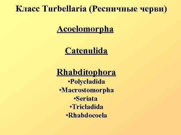 Класс Turbellaria (Ресничные черви) Acoelomorpha Catenulida Rhabditophora • Polycladida • Macrostomorpha • Seriata •