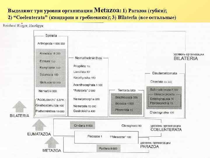 Выделяют три уровня организации Metazoa: 1) Parazoa (губки); 2) “Coelenterata” (книдарии и гребневики); 3)