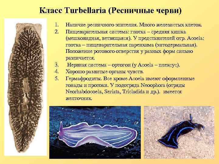 Класс Turbellaria (Ресничные черви) 1. 2. 3. 4. 5. Наличие ресничного эпителия. Много железистых