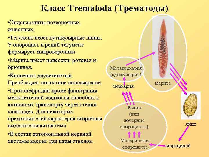 Класс Trematoda (Трематоды) • Эндопаразиты позвоночных животных. • Тегумент несет кутикулярные шипы. У спороцист