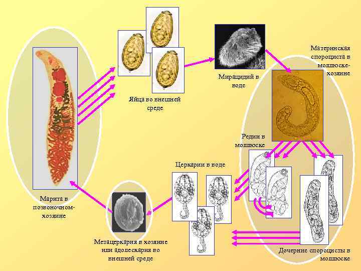 Мирацидий в воде Материнская спороциста в моллюскехозяине Яйца во внешней среде Редии в моллюске