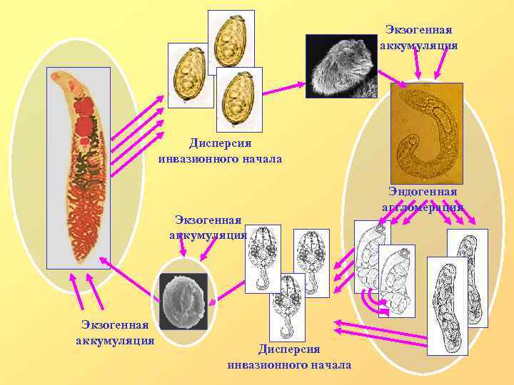 Экзогенная аккумуляция Дисперсия инвазионного начала Эндогенная аггломерация 