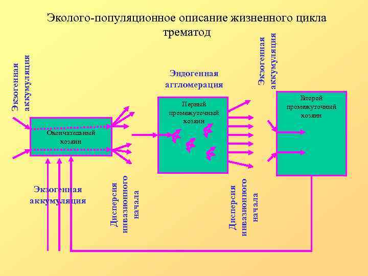 Эндогенная аггломерация Экзогенная аккумуляция Эколого-популяционное описание жизненного цикла трематод Второй промежуточный хозяин Первый промежуточный