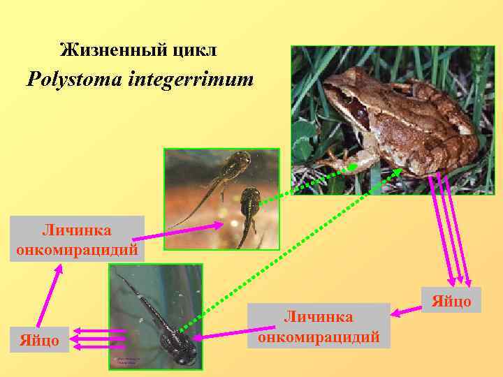 Жизненный цикл Polystoma integerrimum Личинка онкомирацидий Яйцо 